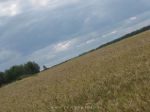 земельный массив для сельхозпроизводства вблизи села Столовое