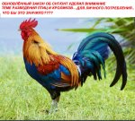 Изменения в законе о садоводствах и огородничествах – актуальность с 14 июля 2022 года